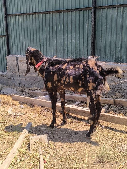 Битал ешкилер сатылады