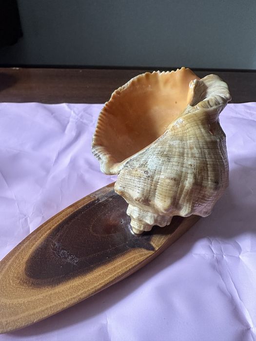 Ракушка ракушка