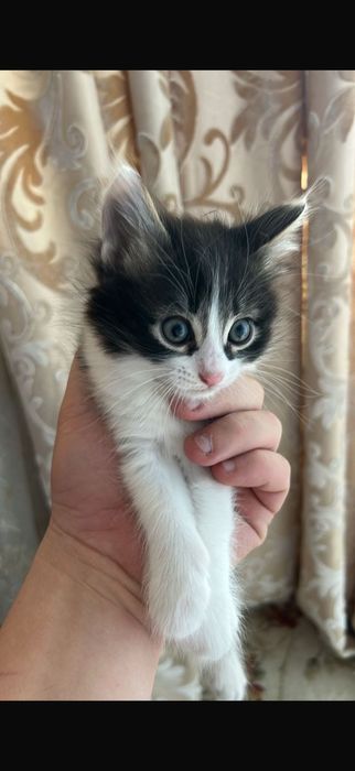 Мысык тегін береміз