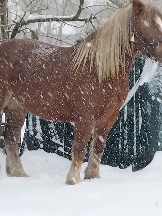 Vând iapă de 5 ani