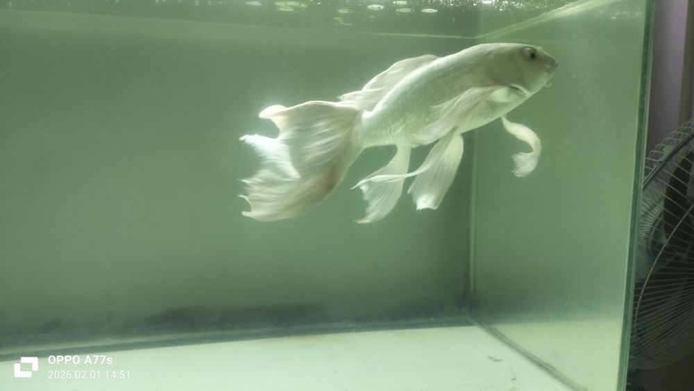 Продаю карп кой-вали