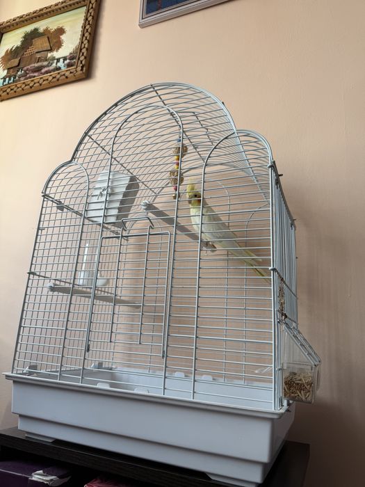 Продается Попугай Корелла