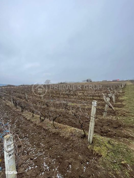 Teren ideal pentru dezvoltare 4.209mp, Chicerea, Comuna Tomești