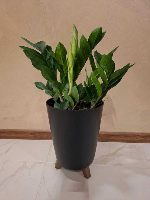 Замиокулкас / ZZ plant