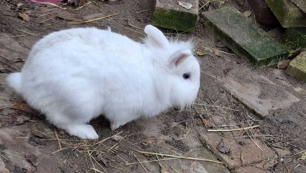 Iepuri Cap de leu Pereche