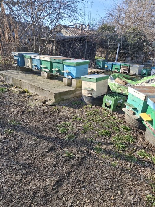 Vand familii de albine