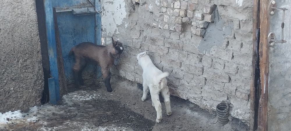 Ешкі, еркек лақ сатылады 10 000тенге