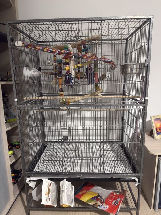 Papagali Micul Alexander