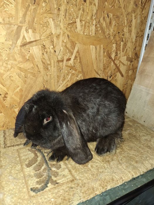 Vând iepuri berbec german