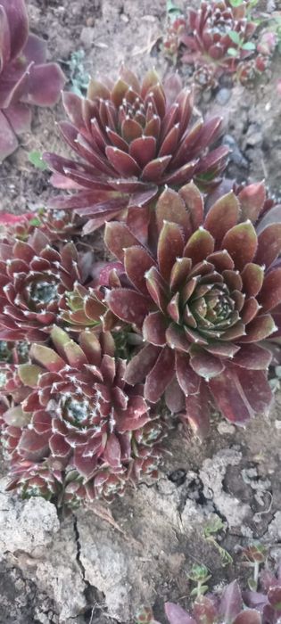 Каменная роза (Эчеверия)