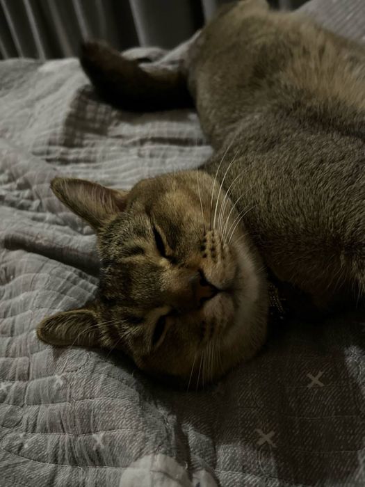 Вязка кота СРОЧНО!!!