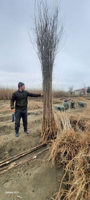 Tut kuchatlari sotiladi 1metrdan 4metrgacha