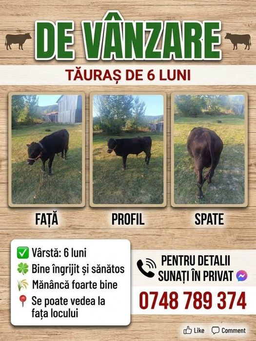 Vând Vițel rasa Angus din luna martie,pret negociabil la telefon