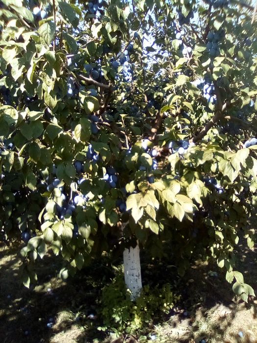 Vindem prune bune