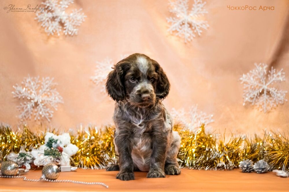 Шоколадные щенки спаниеля