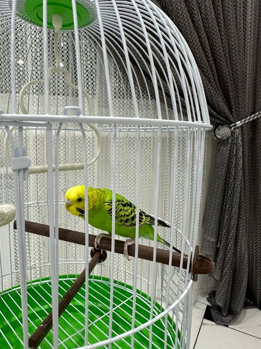 Продам волнистого попугай