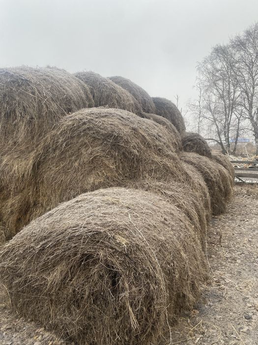 продам сено и салому