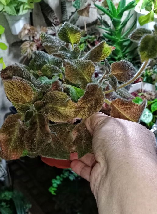 Продам эписции, гинуру вариегатную