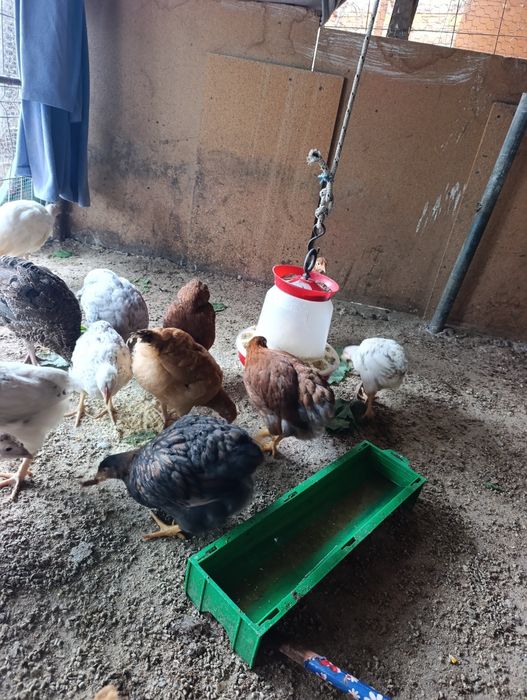 Puicuțe cu vârsta de 3 luni jumătate