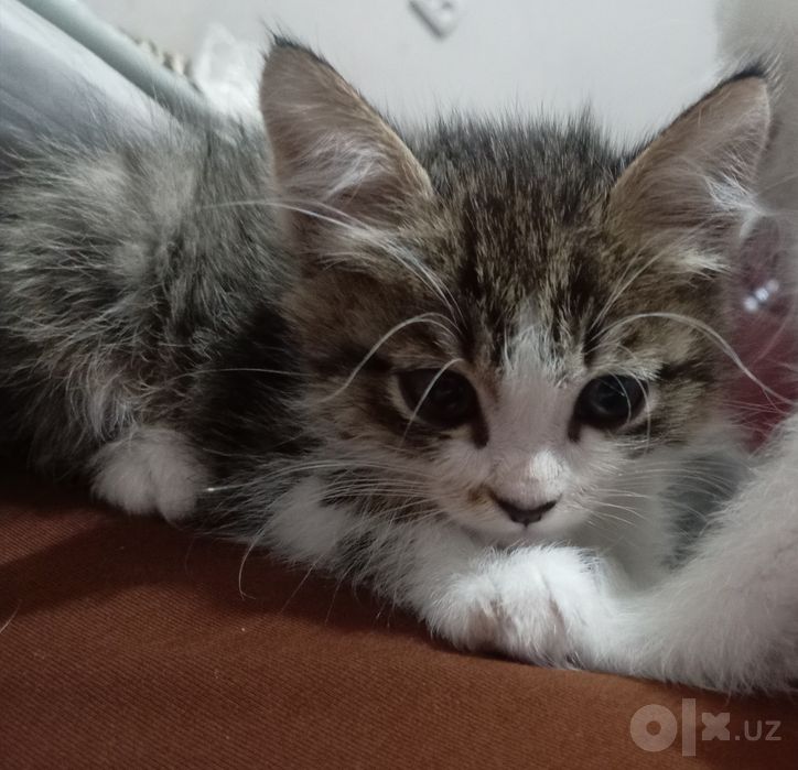 Котенок очаровательный