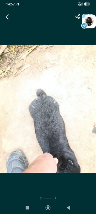 Quyon sotiladi boqiwga goʻwga tayyor boʻgan