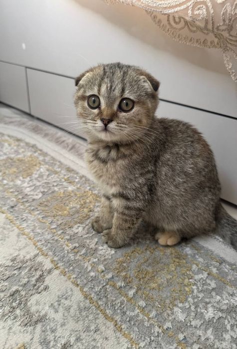 Срочно продаются котята