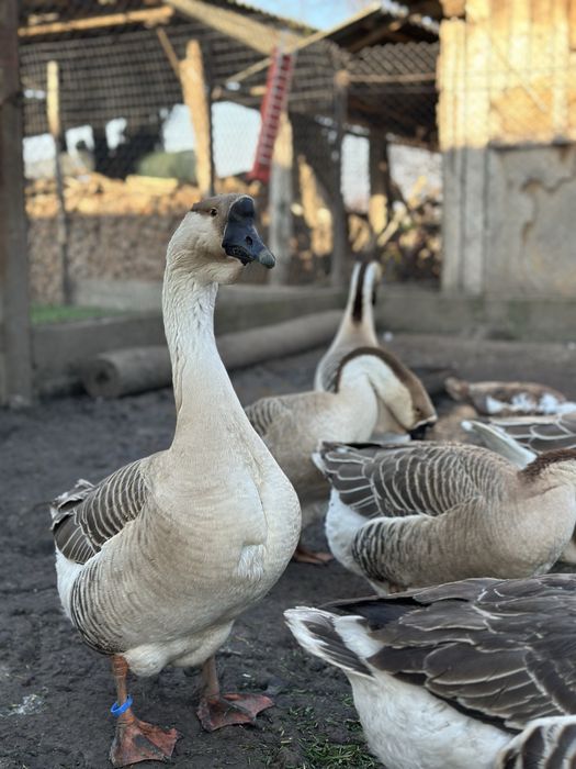 Oua de gasca africana