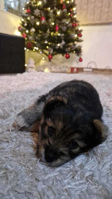 Donez doi cățeluși, fetiță și băiețel