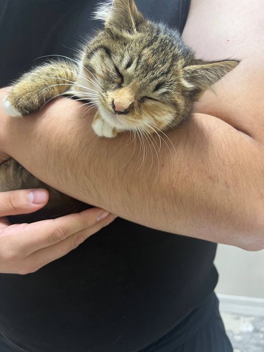 Yaxshi odamlarga, mushuklarga mehribonlar uchun