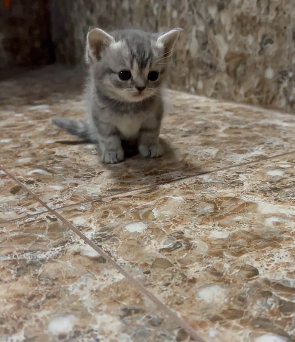 Продается миленький шотландский котёнок ласковая два месяца