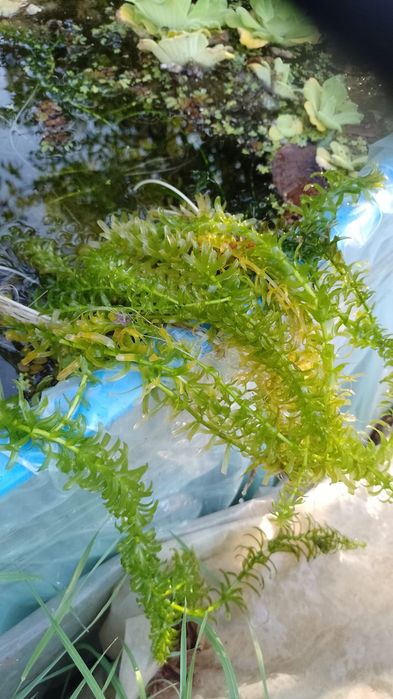 50 lei / 20 buc. Zambile amazoniene, salata de Nil, Egeria, plante de apa.