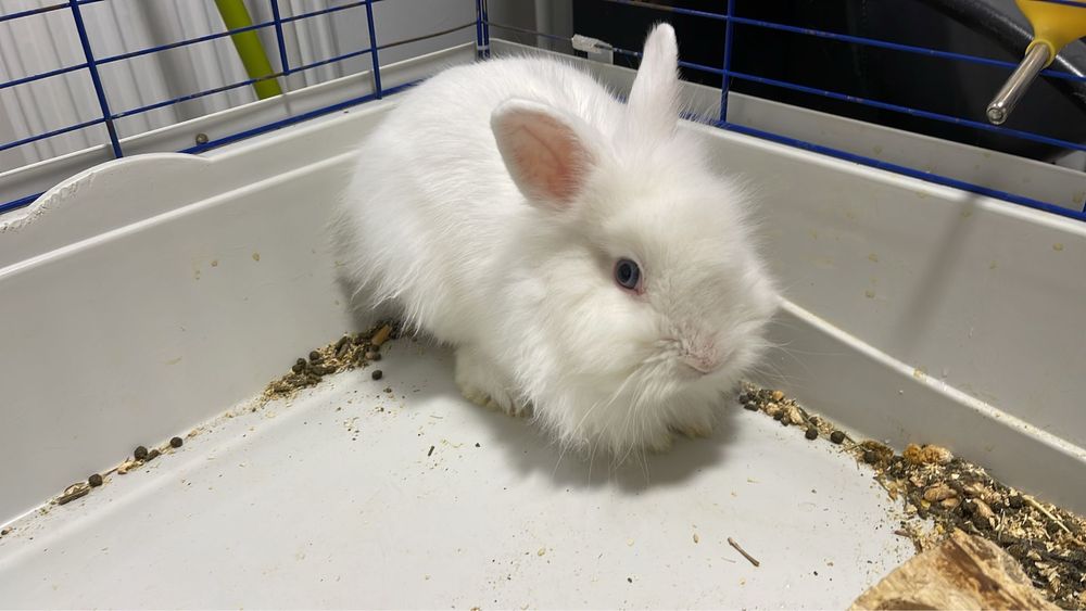 Donez iepuri cap de leu