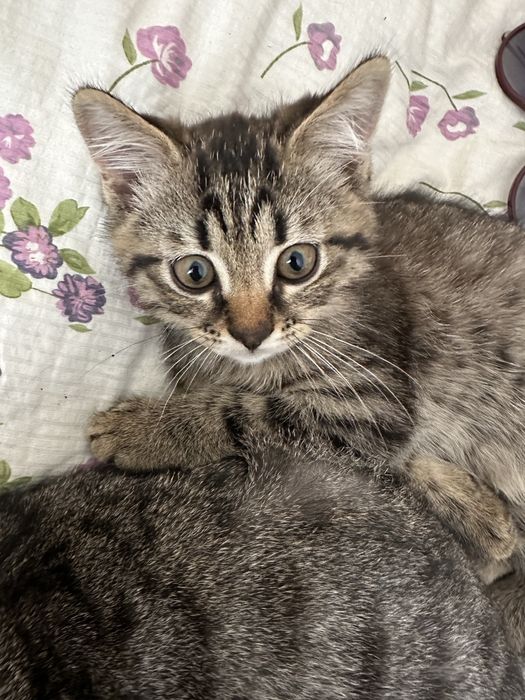 Котёнок мальчик британец