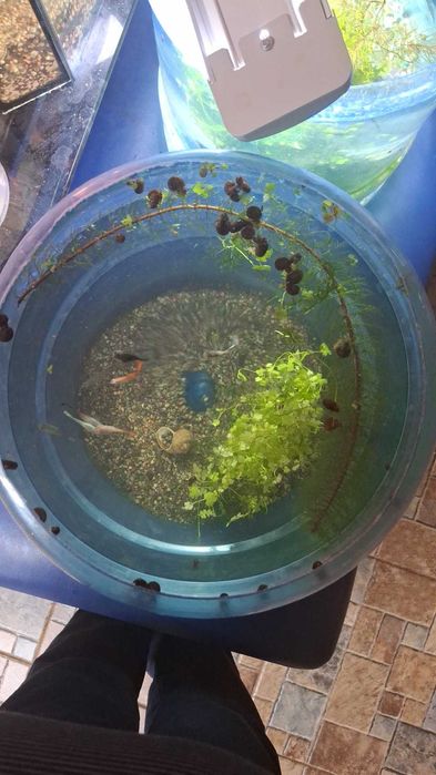 Продаю аквариумных рыбок и водоросли