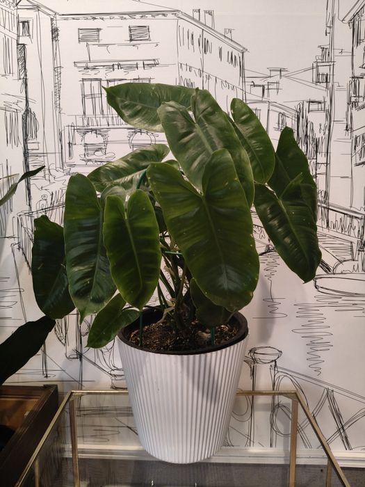 Филодендрон бурле Маркс