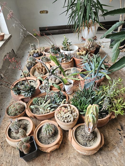 Различни кактуси по 5лв бройка