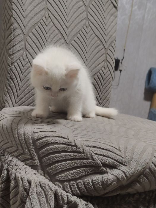 Котенок Британский Белый