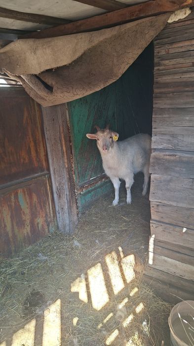 Продам козу и козла