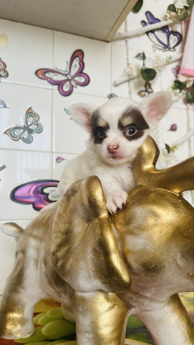 Чихуахуа момиче и 2 момчета. София зона б19.