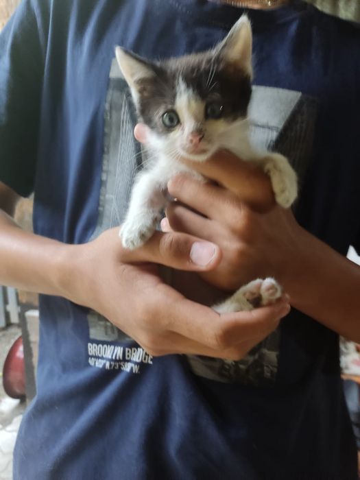 Отдам котят бесплатно