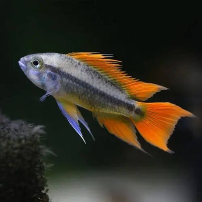 Апистограмма какаду супер орандж