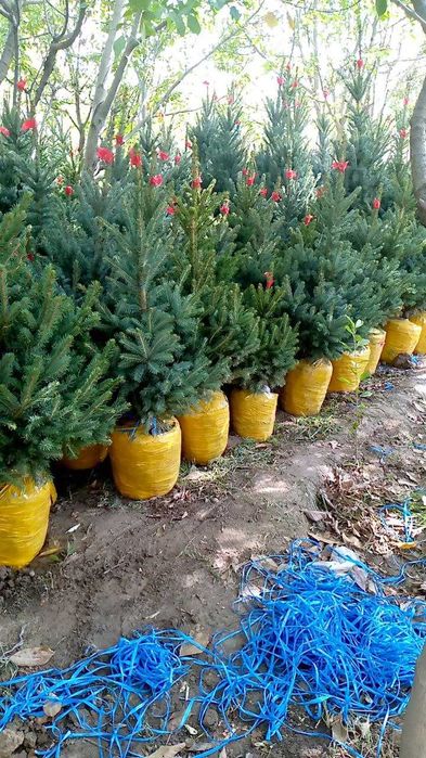 archa va gul palma yana koplab boshqa turdagi kochatlarimiz  keldi