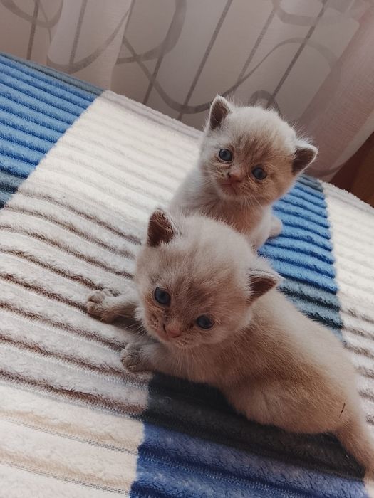 Котята британец с вислоухой