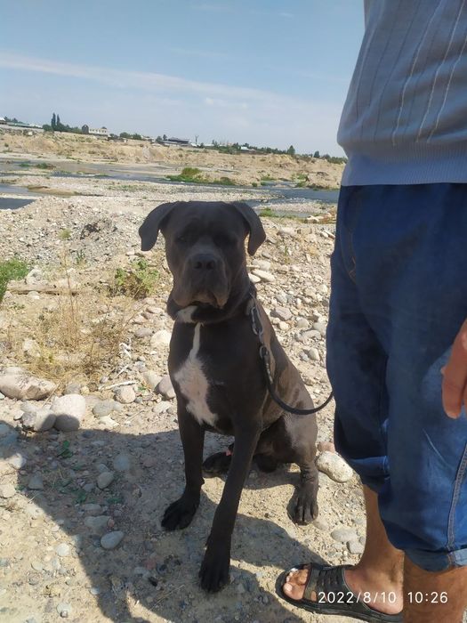 Кане-корсо ищет невесту для ВЯЗКИ