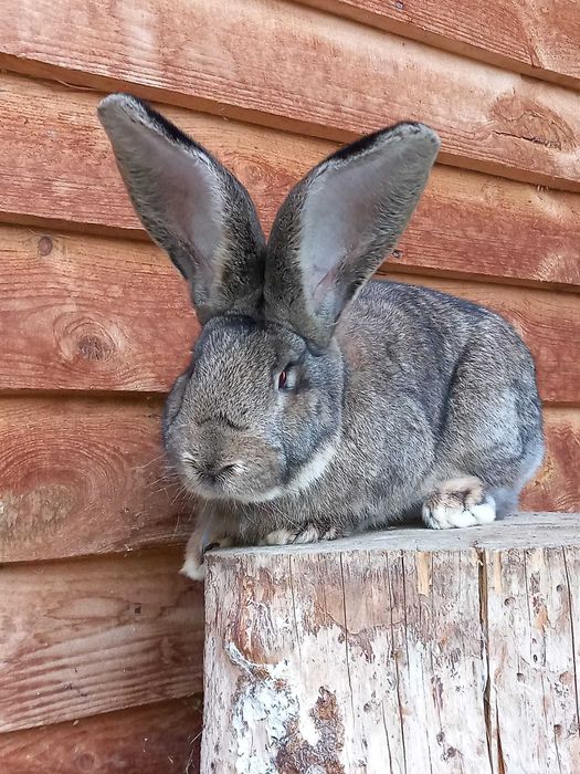 Iepuri de vanzare urias german si berbec german