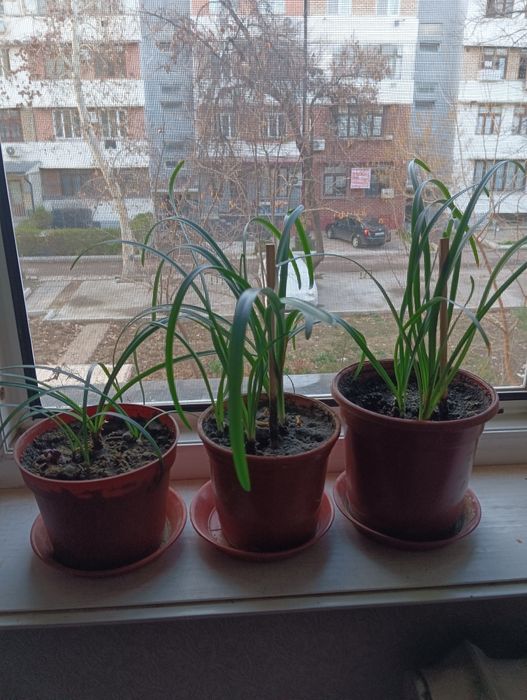 Продам цветы выскочка