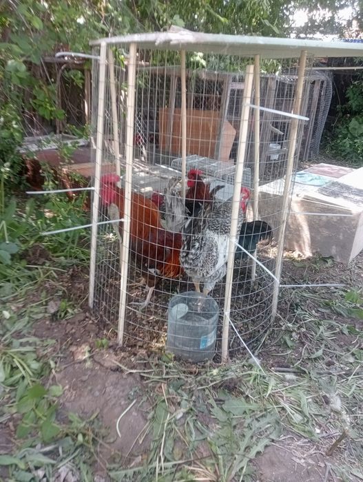 Продам  петехов взрослых