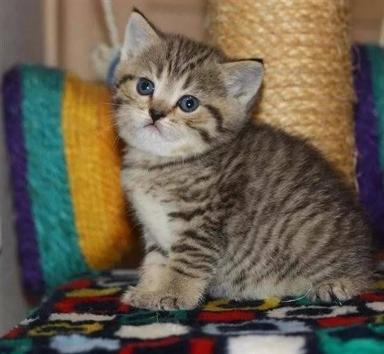 Вислоухие Шотландские котята