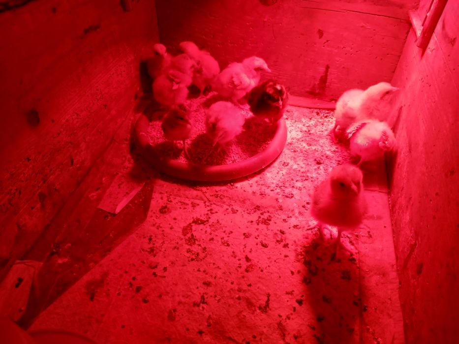 9 puișori din găini țărănești