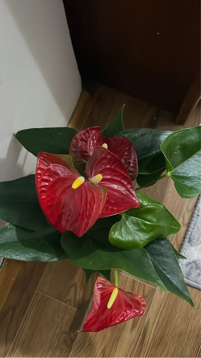 Мужское счастье